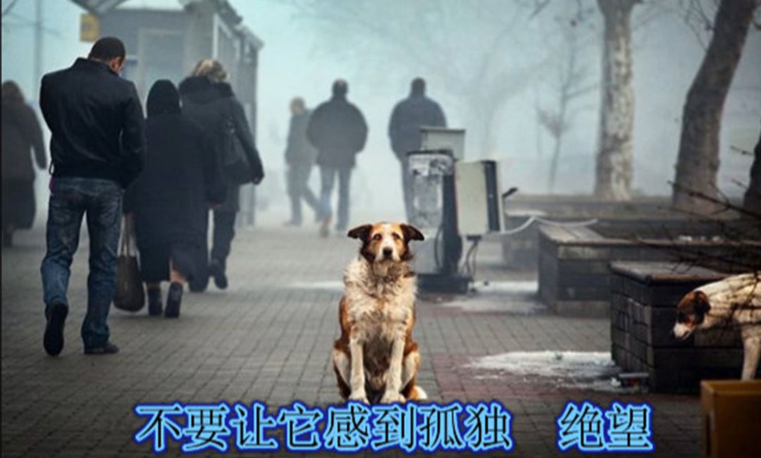 石河子石河子爱影圈微博微信转发案例